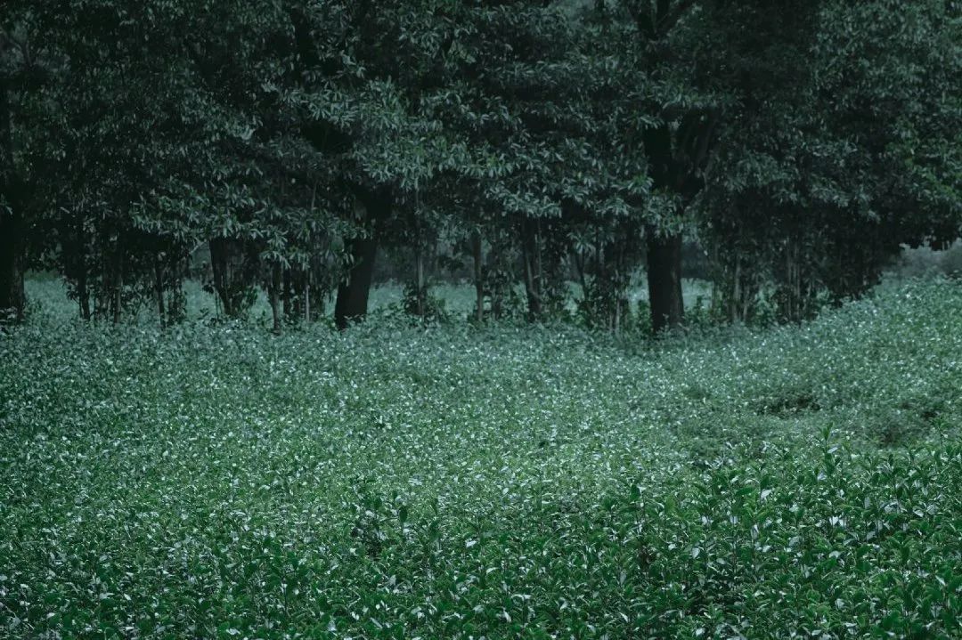 1639124546197852.jpg 1639124546197852.jpg