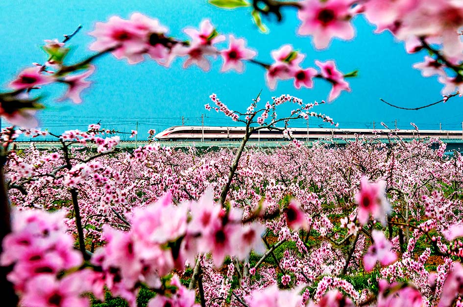 5《花海高铁》—摄于枣阳市南城办事处梁坡村   童长宇摄影.jpg