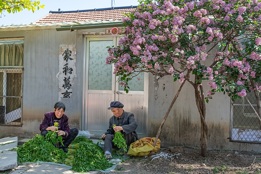 5《丁香树下》.jpg
