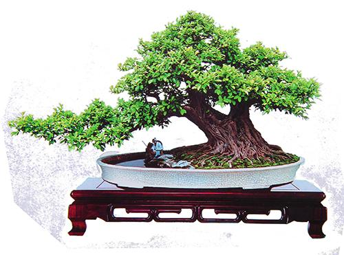 5 题名：南国风情  树种：榕树.png