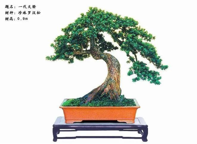 6 题名：一代天骄  树种：珍珠罗汉松.png