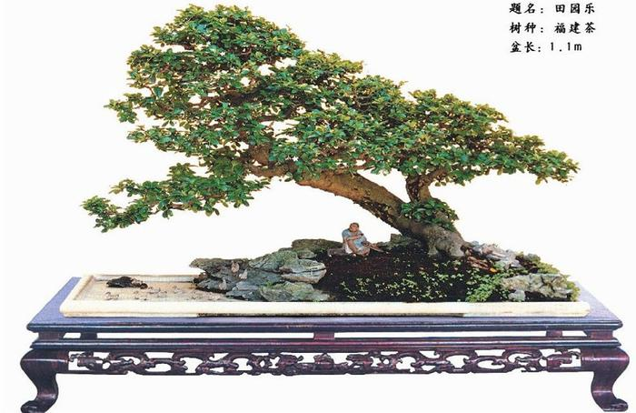 7 题名：田园乐  树种：福建茶.png