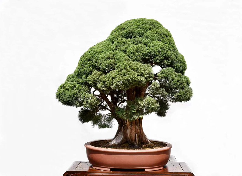 芮新华4.jpg
